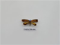 藏品(中國蛾類)的圖片